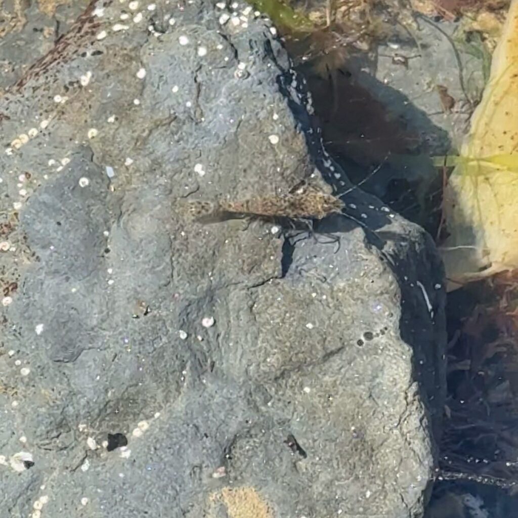 A dark grey rock with a brown prawn on top