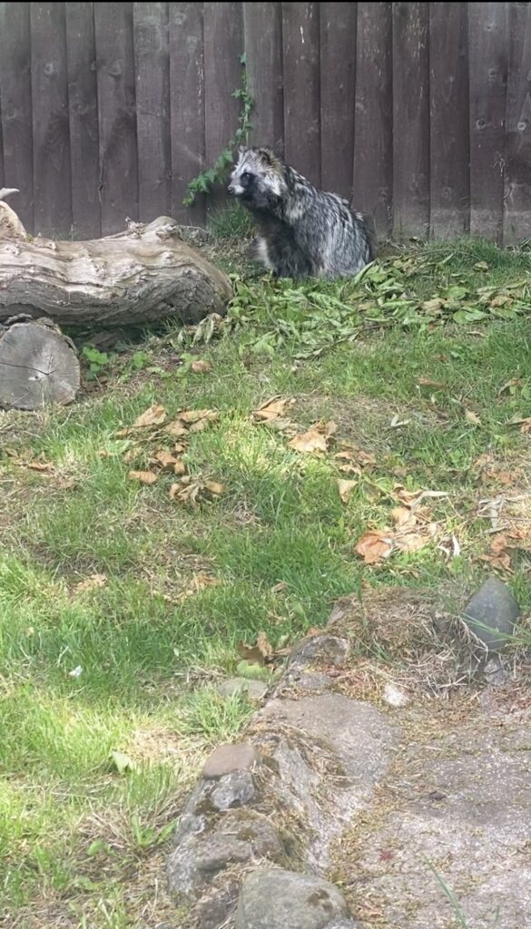 A dark grey dog raccoon sits in the grass